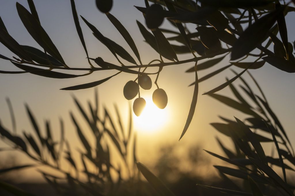 Ramas de olivo con aceitunas al atardecer en la Finca Hualdo