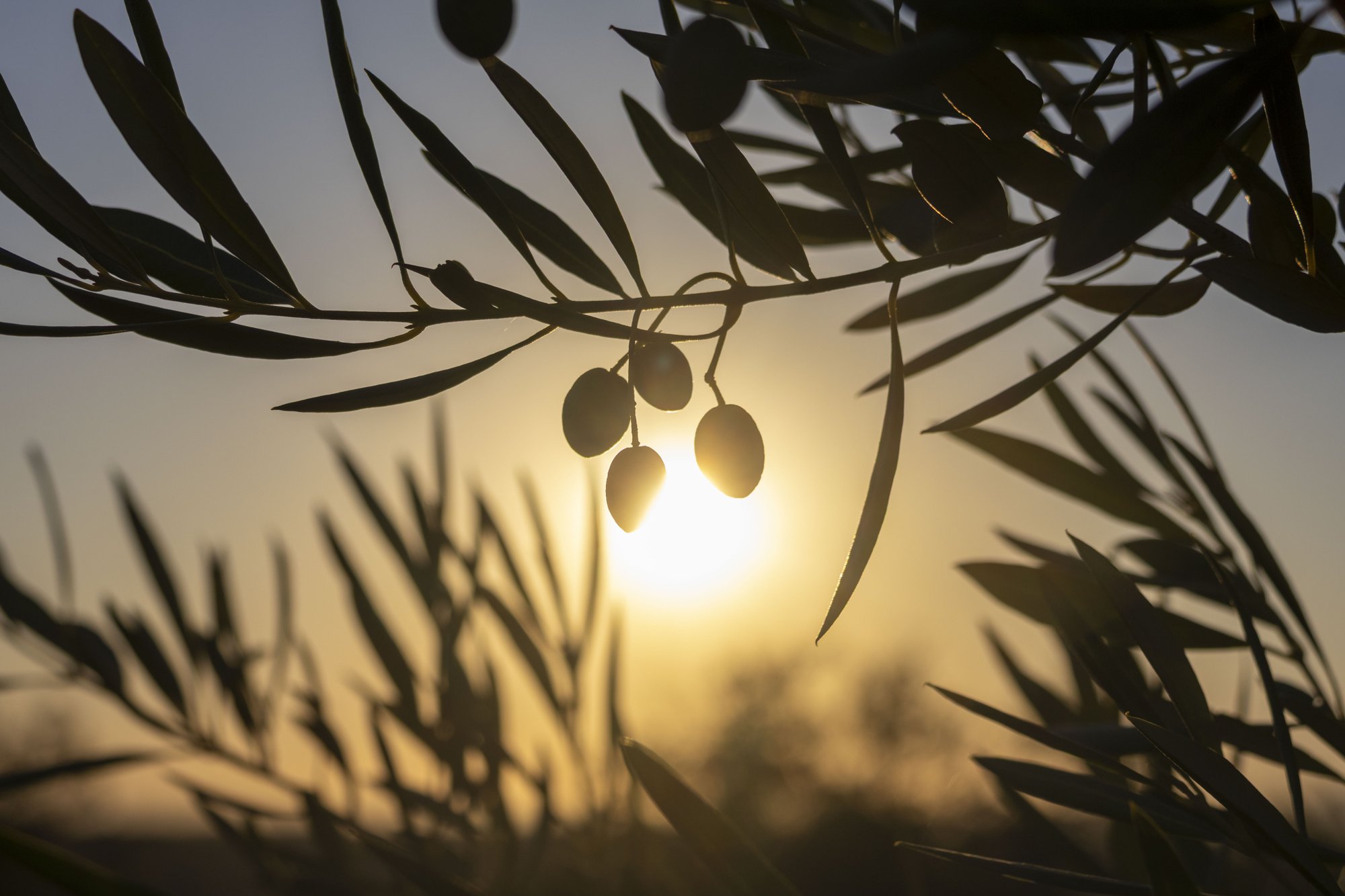 Ramas de olivo con aceitunas al atardecer en la Finca Hualdo